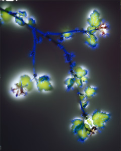 Red Flowering Currant