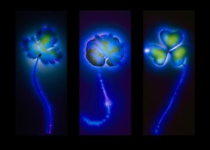 Woodland Forest Floor