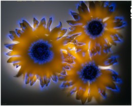 Hopi Dye Sunflower