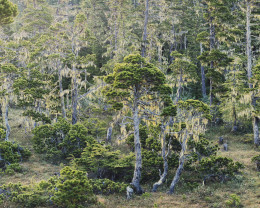 Rivendell Woods, Alaska
