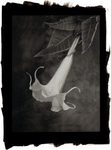 Angel Trumpet (Brugmansia)