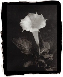 Angel Trumpet (Datura)