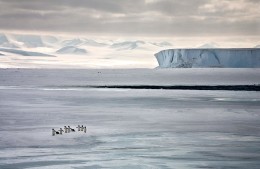 Running to See, Ross Sea, Antarctica