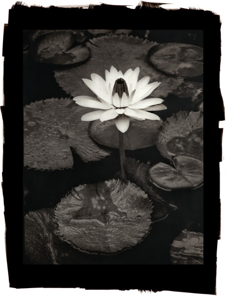 Trudy Slocum Water Lily
