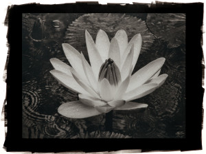 Wet Lily (Rosa de la Noche)