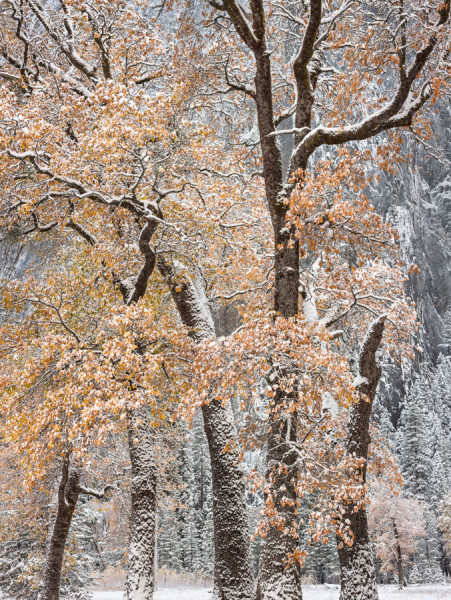 Autumn Snow, Black Oaks, Yosemite