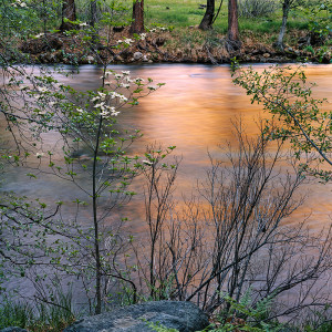Dogwood Spring, Merced River, Yosemite
