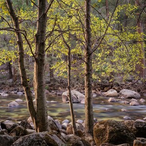 Trees and Rocks, Merced River, Yosemite