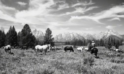 Triangle X Horses at the Tetons, WY