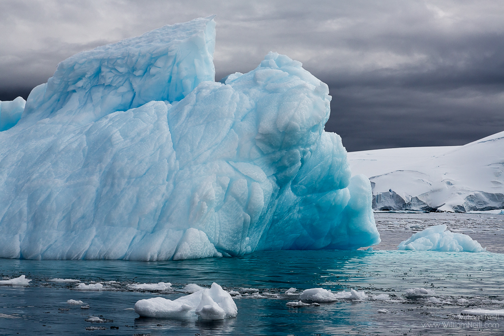 Blue Iceberg, Cierva Cove, Antarctica by William Neill | Susan Spiritus ...