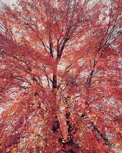 Extravagant Maple, KY