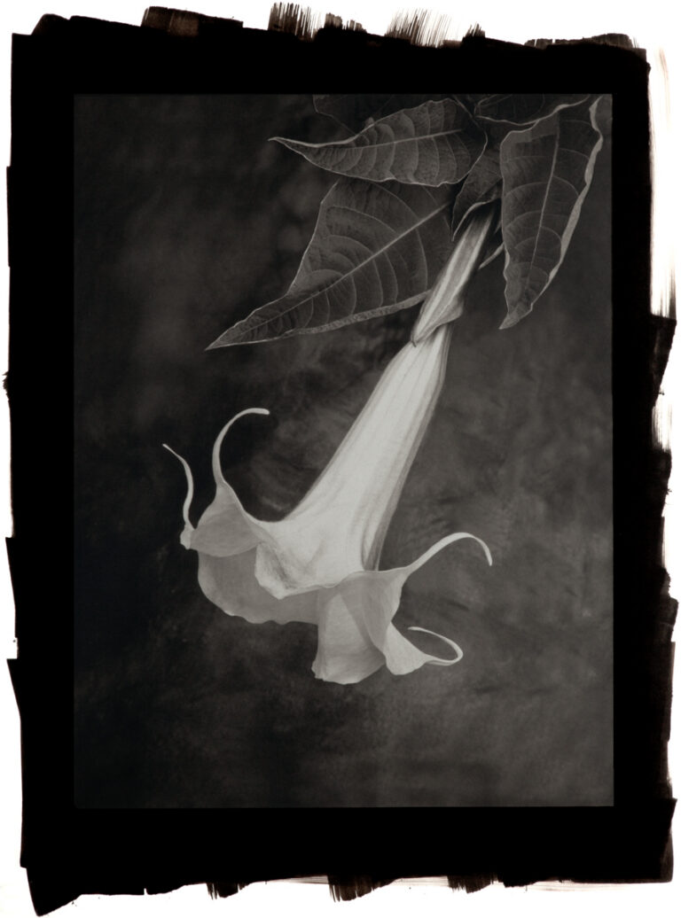 Angel Trumpet (Brugmansia)