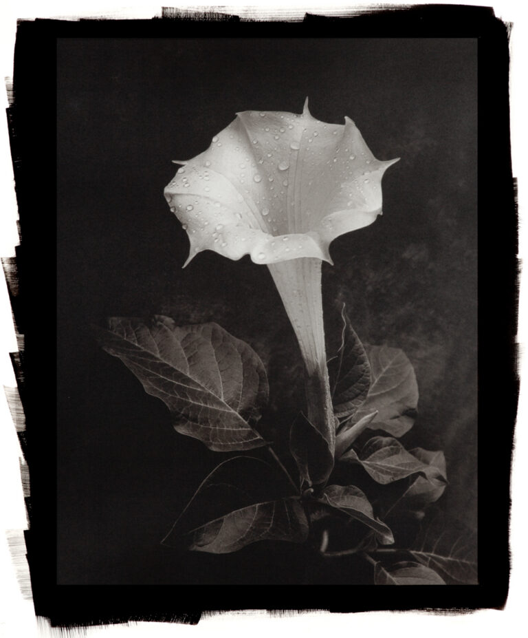 Angel Trumpet (Datura)