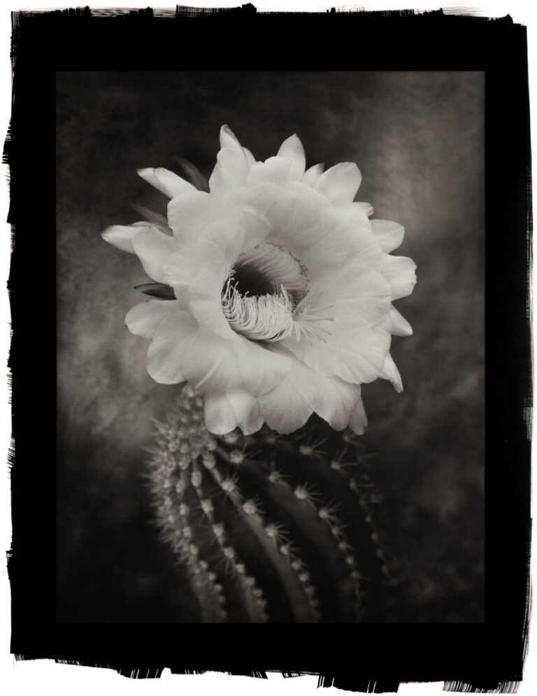 Argentine Giant Cactus