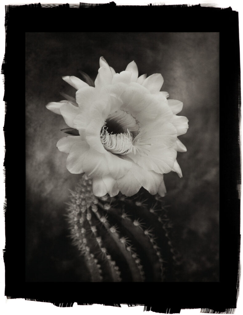 Argentine Giant Cactus