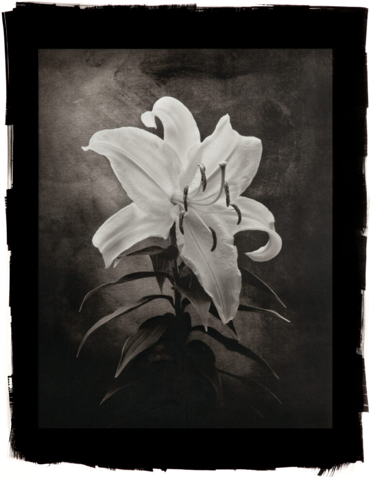 Casablanca Lily