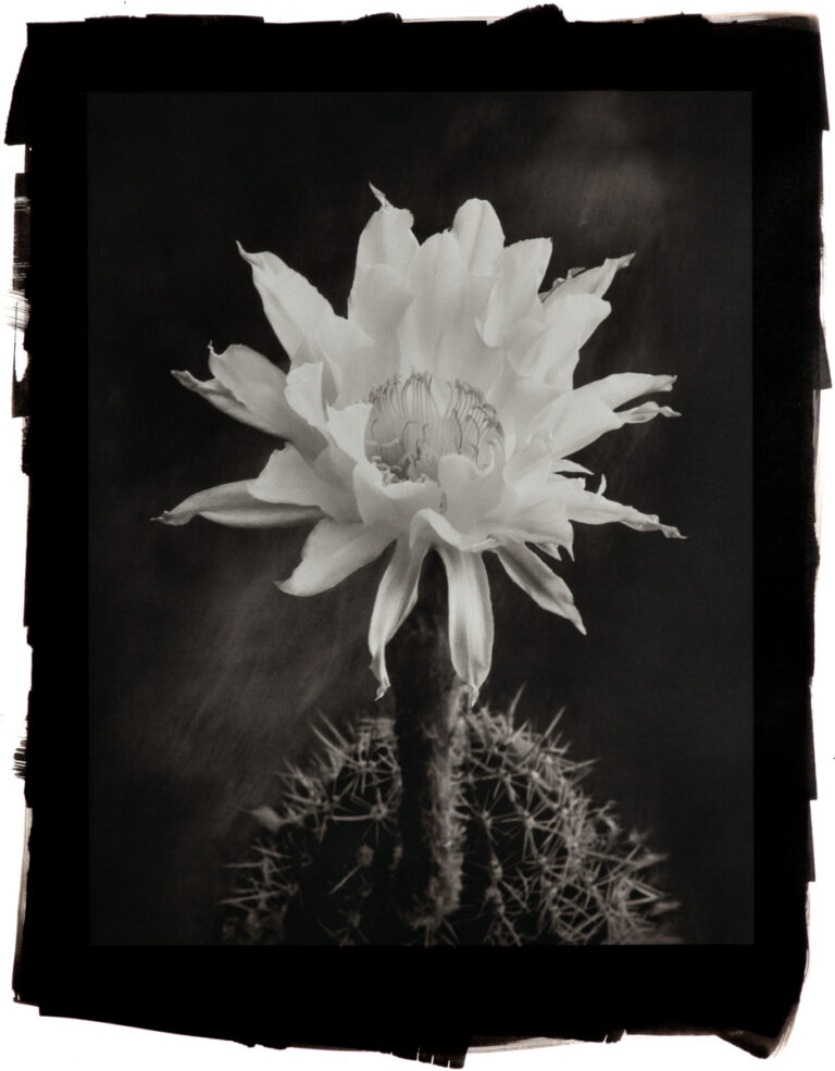 Easter Lily Cactus
