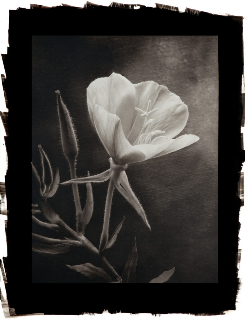Evening Primrose