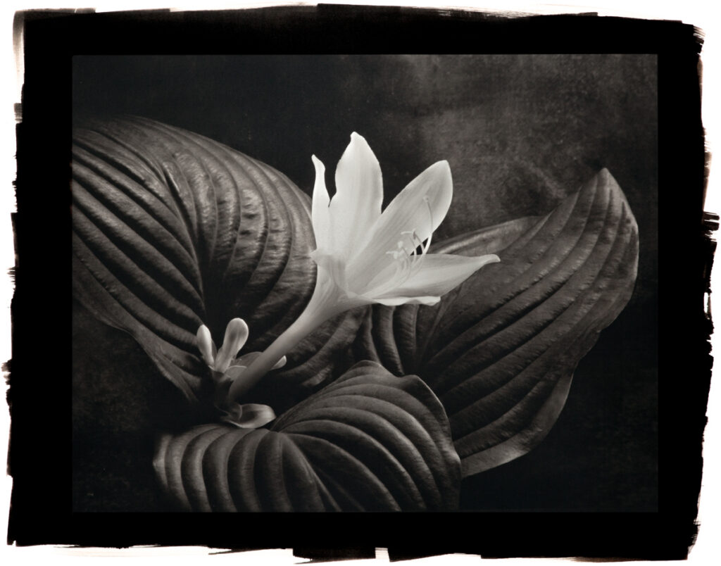 August Lily Hosta