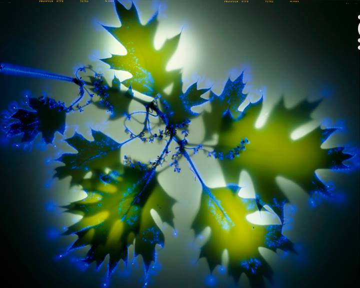 Black Oak