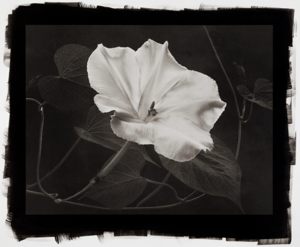 Moonflower