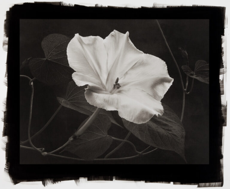 Moonflower