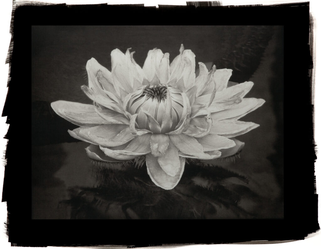 Queen Victoria Lily