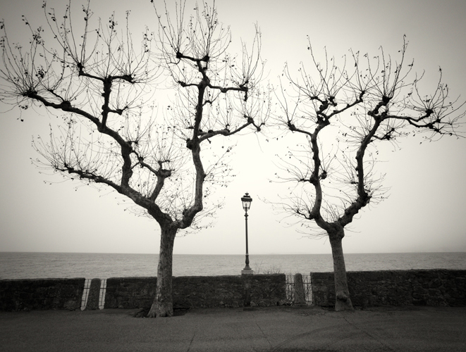 Alberi al Crepuscola, Italy