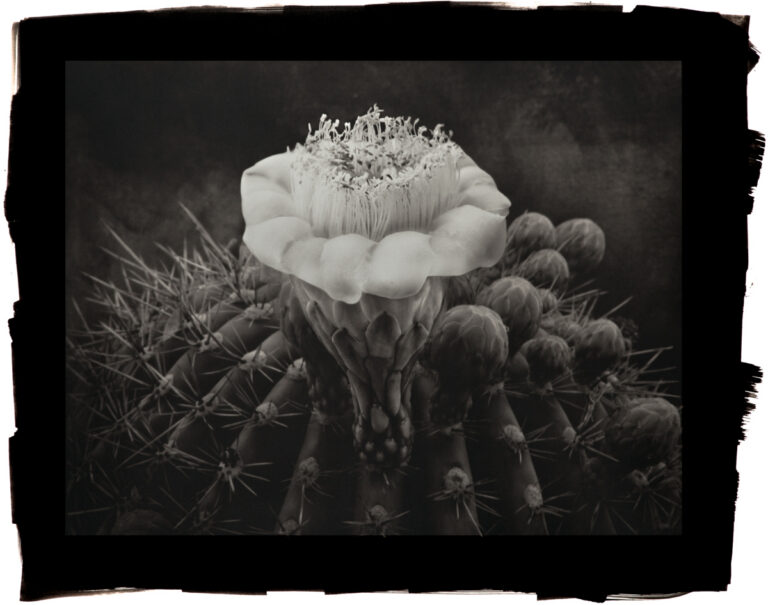 Saguaro Cactus