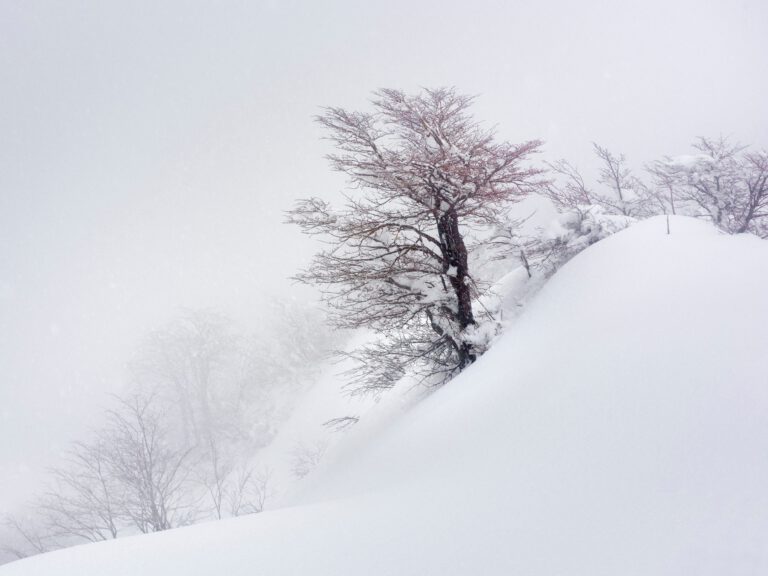 Arbol Rojo