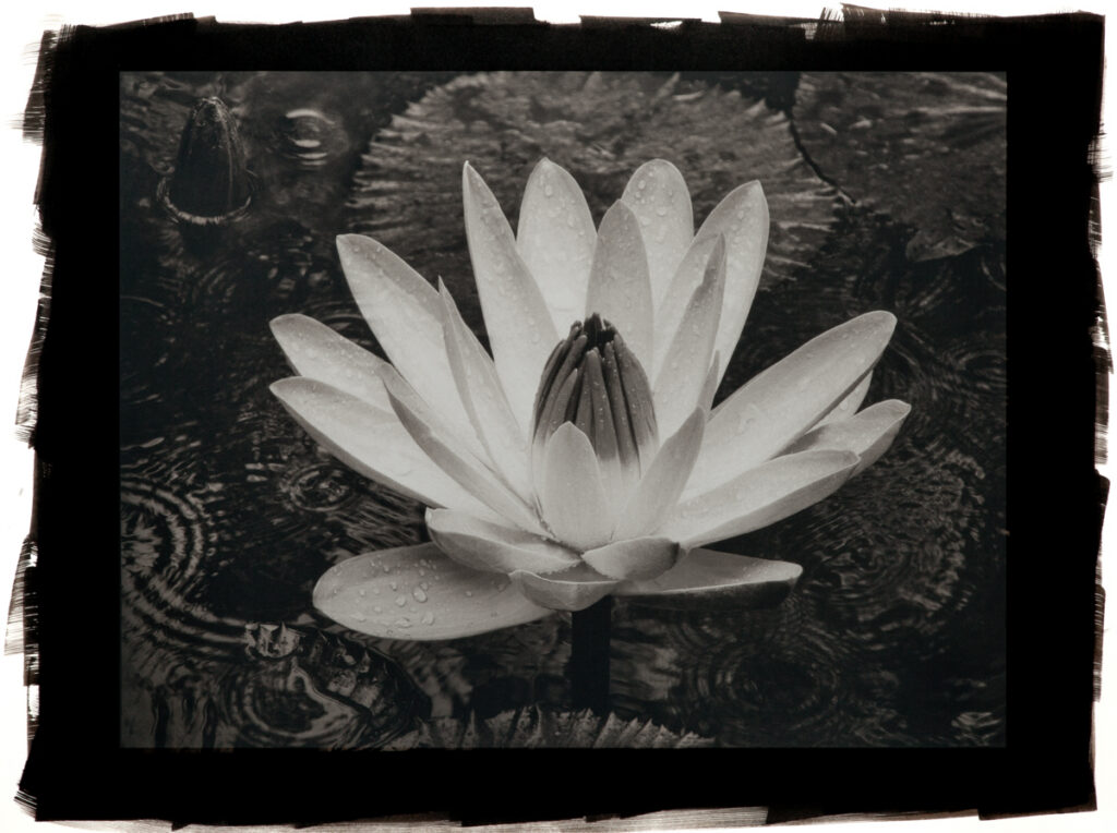 Wet Lily (Rosa de la Noche)