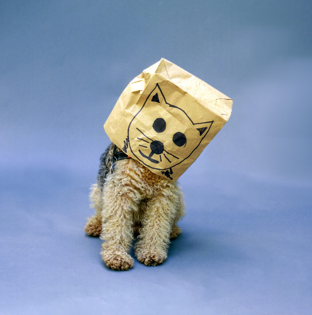 Cat is Dog