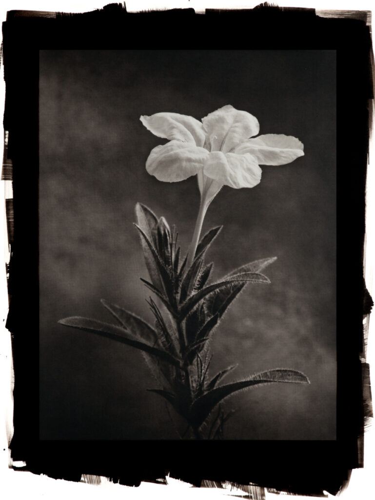 Wild Petunia