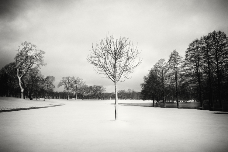 Snow Scene XVI