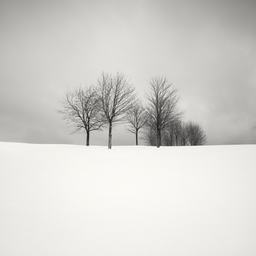 Group of Trees