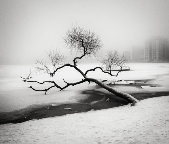 Fallen Tree, Sweden