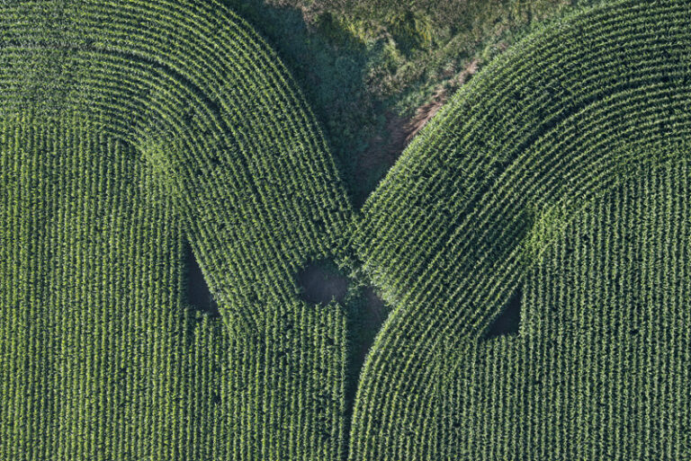 Cornfield Intersection near Lyons, NY