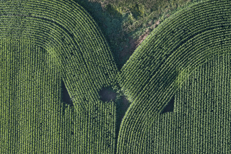 Cornfield Intersection near Lyons, NY