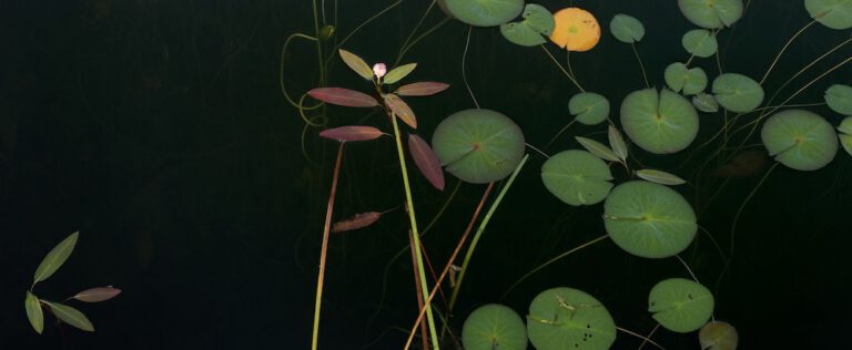 Composition No. 1