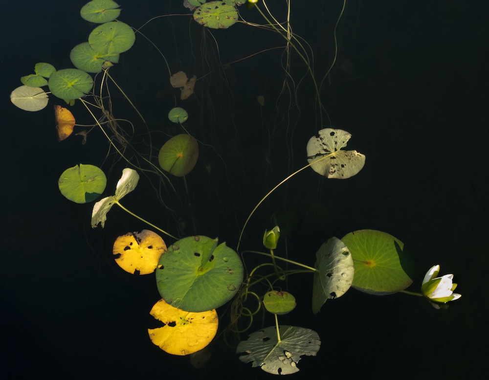 Composition No. 2