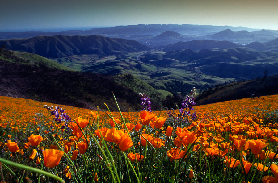 Cuesta Grade Wildflowers