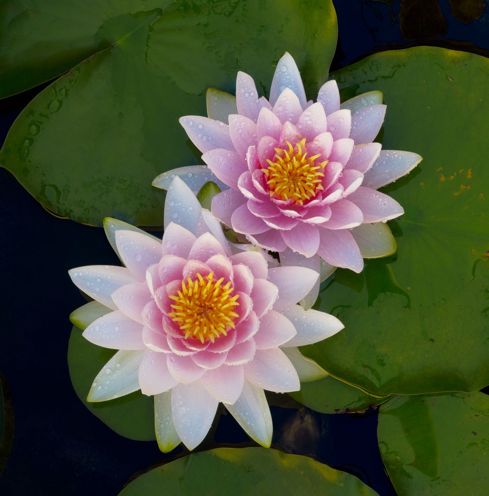Two Lilies, Ahwahnee, California