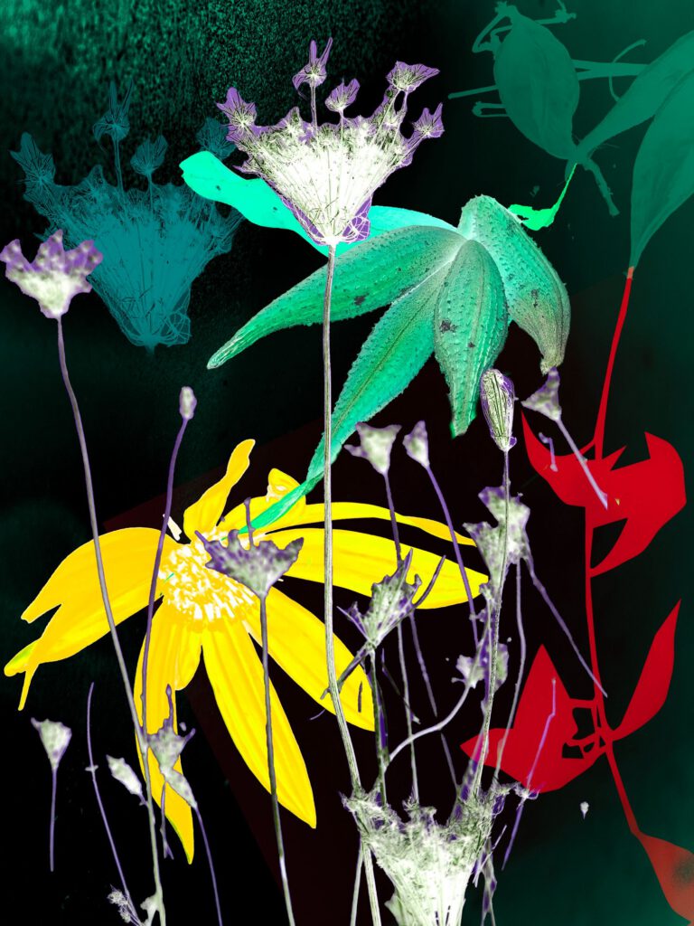 Wildflowers 14