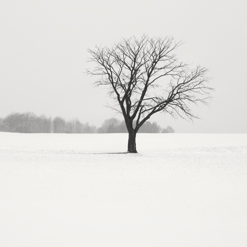Winter Sketch