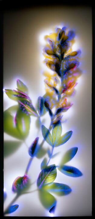 Alpine Lupine