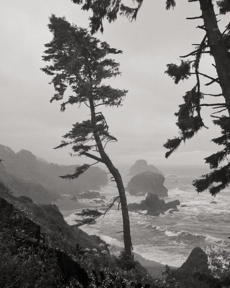 Trees on Bluff