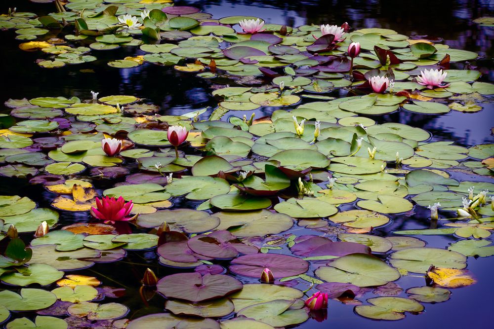 Lilies, Oregon