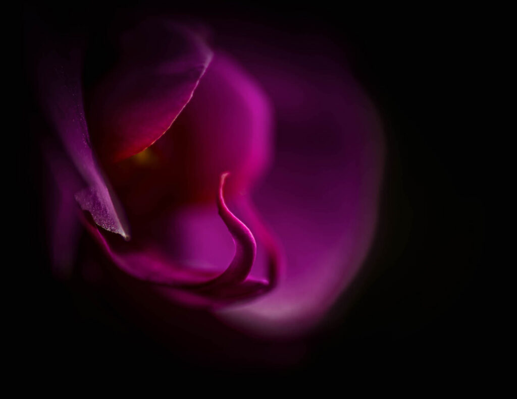 Awakening Purple