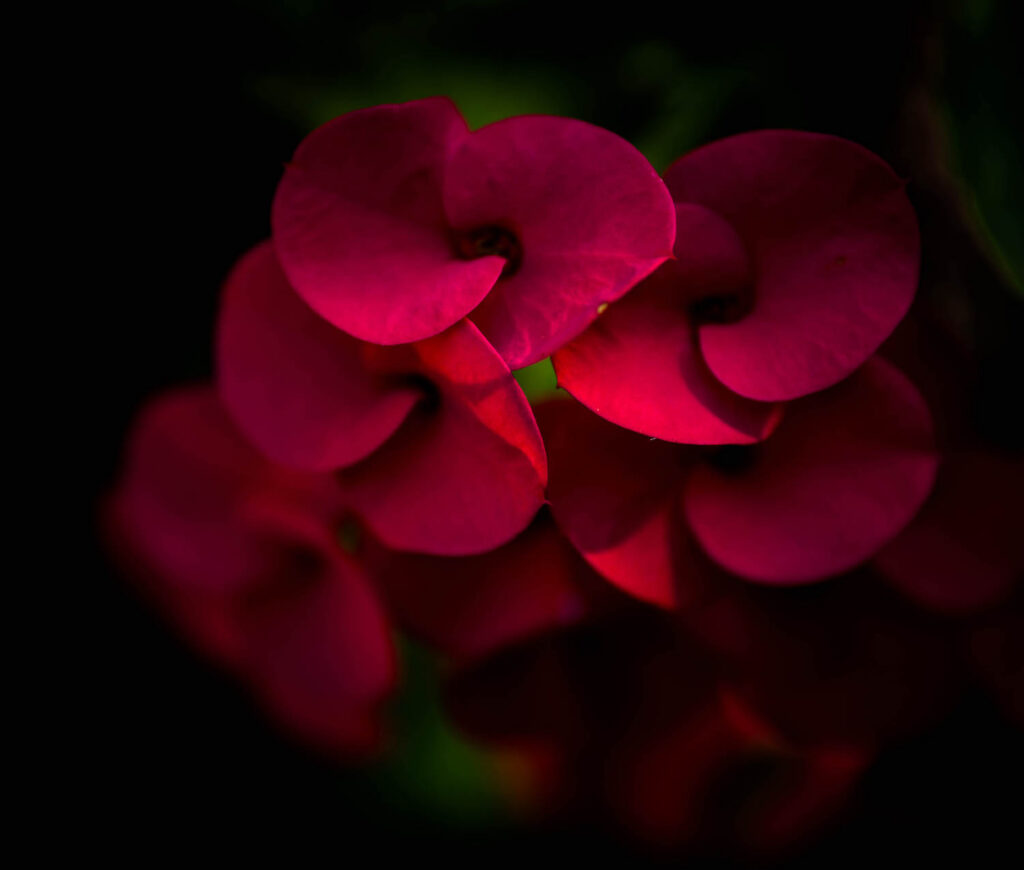 Awakening: Red