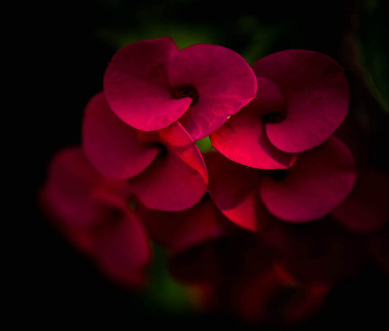 Awakening: Red